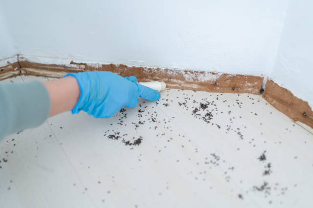 Reliable Elyria, OH Pest Control Solutions
